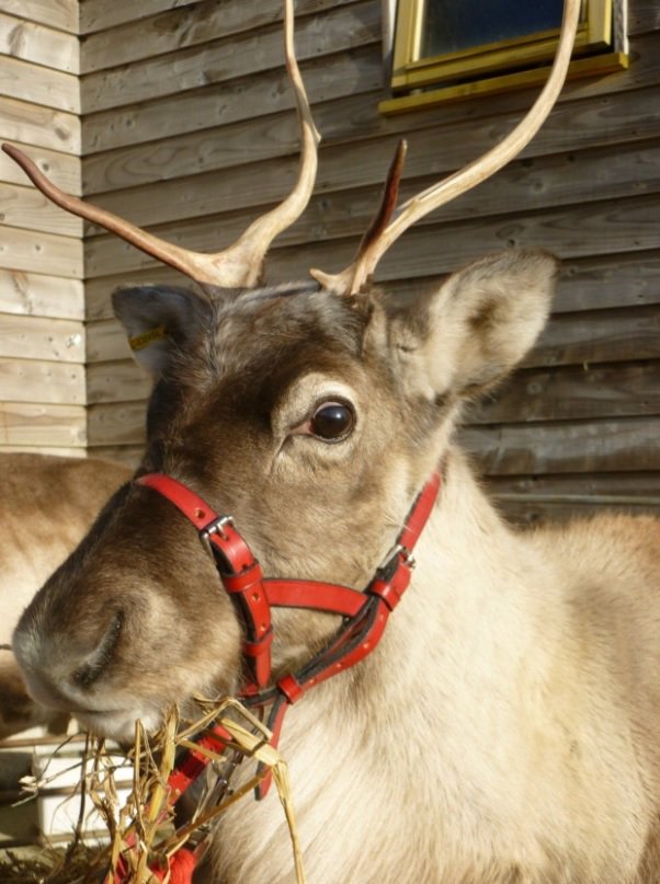 DevonLife's tweet photo. Gather your loves ones in Exeter this Sunday for a good cause, with a bonus of meeting a real life reindeer! https://t.co/TEyV57jLB7 #exeter https://t.co/lldqq0R4L1