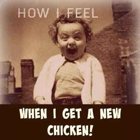 ChickenChirps's tweet photo. Who doesn't love getting new #chickens ?!!  #happiness #hobbyfarm #ChickenLover https://t.co/CARQLpyMSV