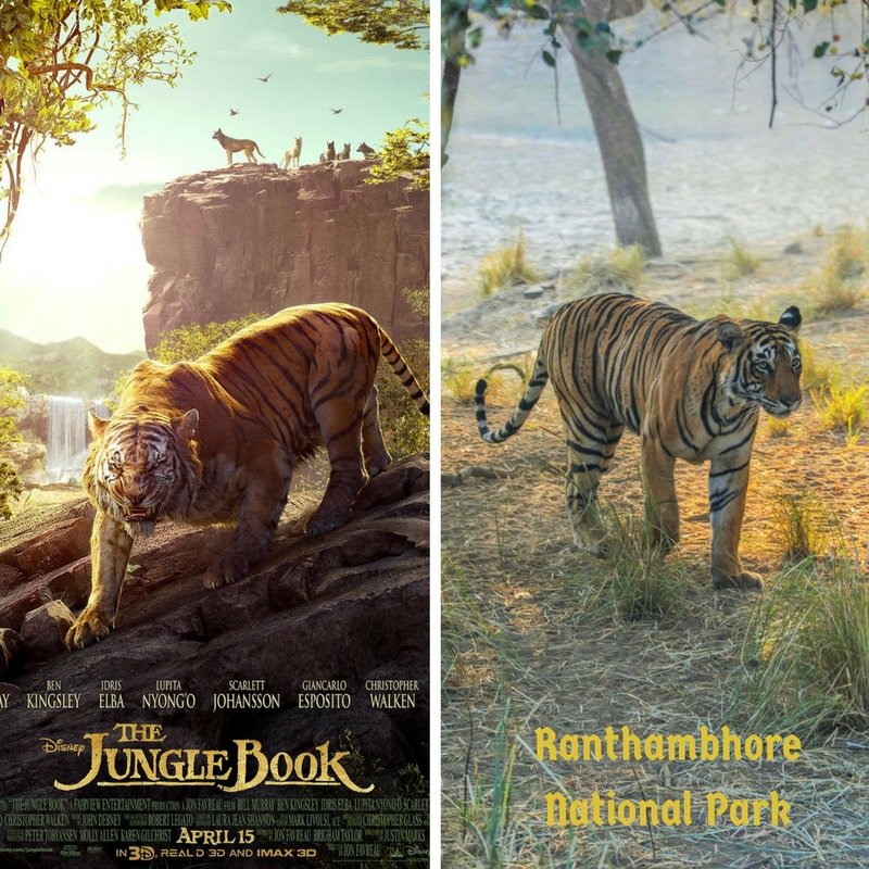 worldspreetours's tweet photo. Visit tigers in India! #Worldspree https://t.co/odXN3vslAO https://t.co/xd1LflWhiK