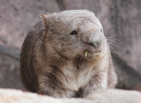 ありがとう！ウォンバット ヒロキ (@wombachow) / Posts / X