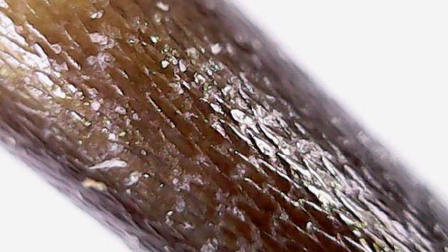 Texas Wildlife Edu tweet media