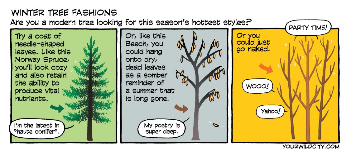 From the archives: Haute Conifer. yourwildcity.com/comic/winter-t… @mariswicks