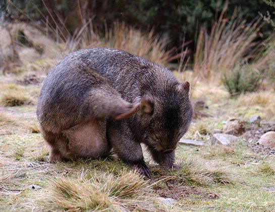 しゃかしゃかしゃか #Tasmania #CradleMountain #wombat