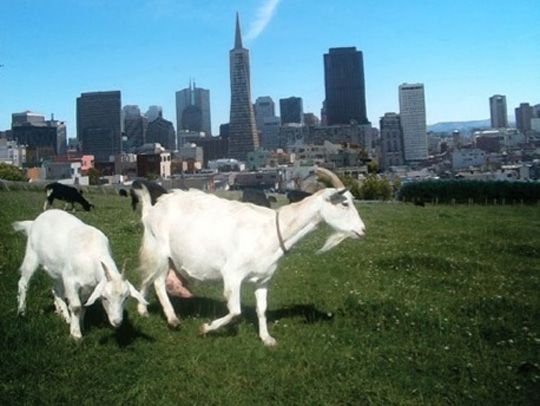 As a goat I want to visit San Francisco and my fellow co-workers on occasion so that remote work isn't so remote. #IRL