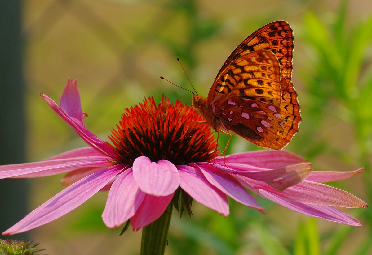 BugHavenBlog's tweet image. 3 inches of snow covering my garden, but lots of bugs and butterflies from my summer photos like this fritillary on purple coneflower.