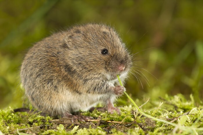Vole_Facts's tweet photo. Few things in life are as sad as watching a vole try to re-enact the famous scene from Lady and the Tramp with nobody at the other end. https://t.co/oIqQ4THRPL