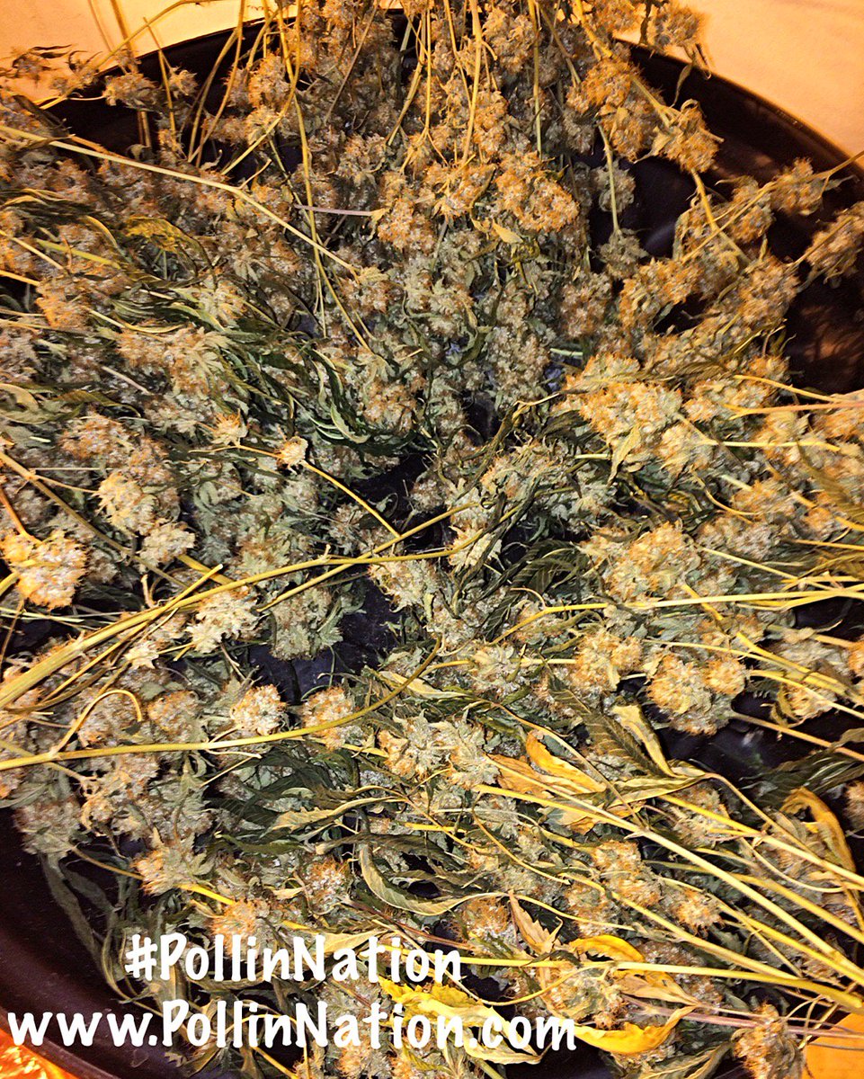 PollinNation215's tweet photo. 🌀🌳🌀🌳 #PollinNation ➡️ #trim #harvest #budtend #werk #growlife #growlove #lifeofagrower #californiagrown #ogkush #xxx #yodasbrain https://t.co/U4lph5bnDv