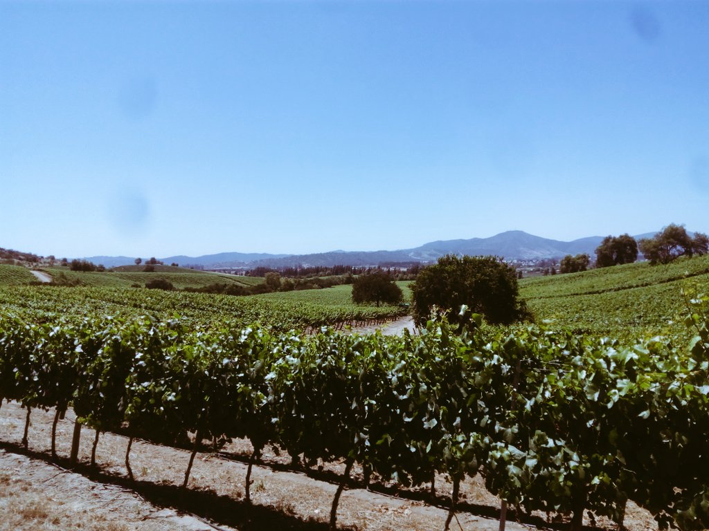 En #ValledeCasablanca  tarde de degustación &amp; hospitalidad... 🍷🍇 Cc. <a href="/TerraNobleWines/">TerraNoble</a> <a href="/WinesofChile/">Wines of Chile</a> <a href="/nosgustaelvino_/">Nos Gusta el Vino</a> <a href="/ValleCasablanca/">Valle de Casablanca</a>