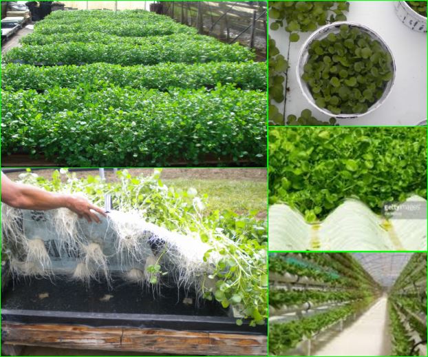 MoneyRSS's tweet image. The amazing vegetables CRESS ebay.com/itm/-/13202445…?