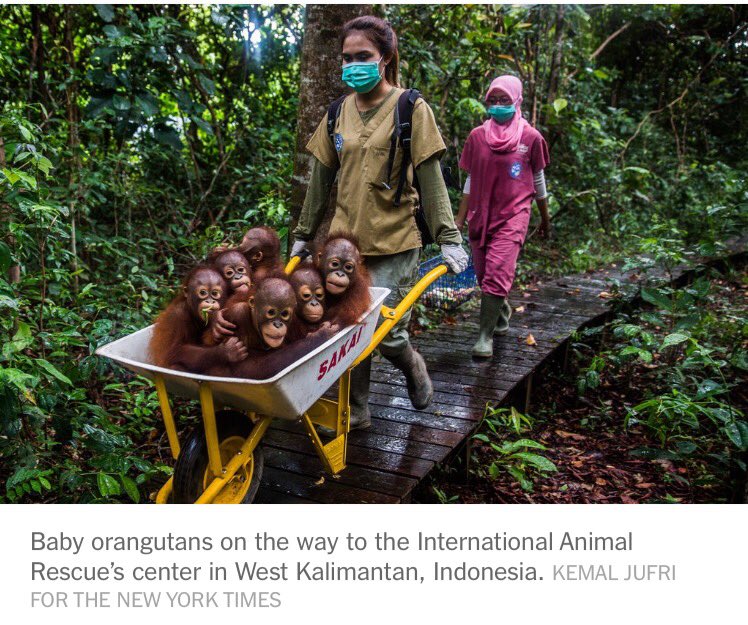 redfordruby's tweet image. First we had to shun trans fats for clogging arteries and now we must shun palm oil for this: