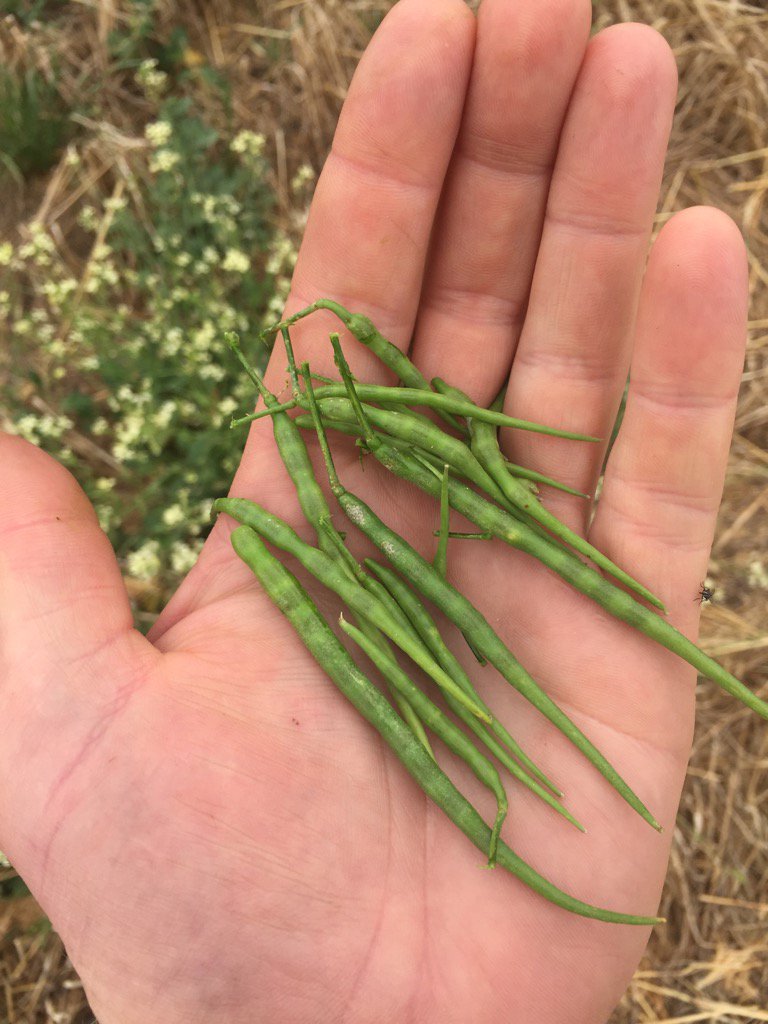 gusmac05's tweet image. Collecting monster radish, some of these pods are the size of green beans! #resistancetesting
