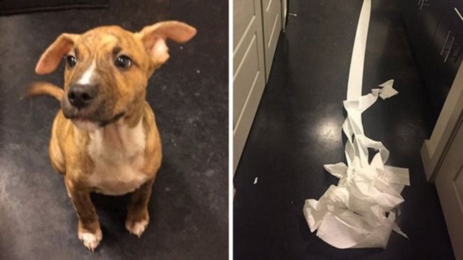 PopCulture's tweet photo. Wonder Dog, at it again? / People Are Applauding This Dog for Trying to Clean up His Own Pee With Toilet Paper https://t.co/A5ohyoX3TX https://t.co/xyWSbJYhxW