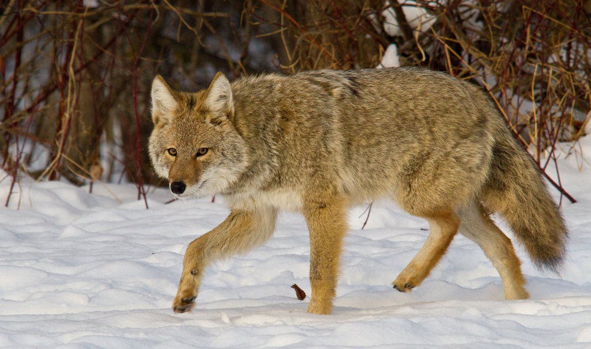 RKHuntingCo's tweet photo. Park as far as you can from your calling location. Coyotes can hear your vehicle a long way away if you're in a remote area. https://t.co/FauuyHP34C