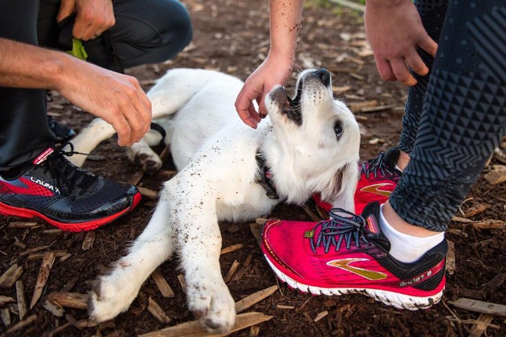 runningshoescom's tweet photo. Best running distraction ever
#Launch3 #ghost9 #puppy #runhappy https://t.co/Gr6yFZrcOp