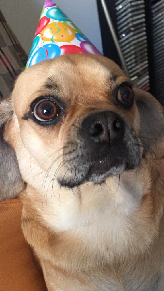 HPuggle's tweet photo. My birthday pose #imtwo https://t.co/Ryu2ZKeIzJ