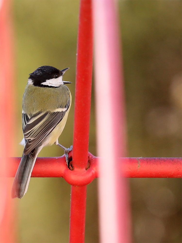 PhotosMarx's tweet photo. #singende #Kohlmeise #meise #vogel #bird #animal #tiere https://t.co/qedZDI2n2I