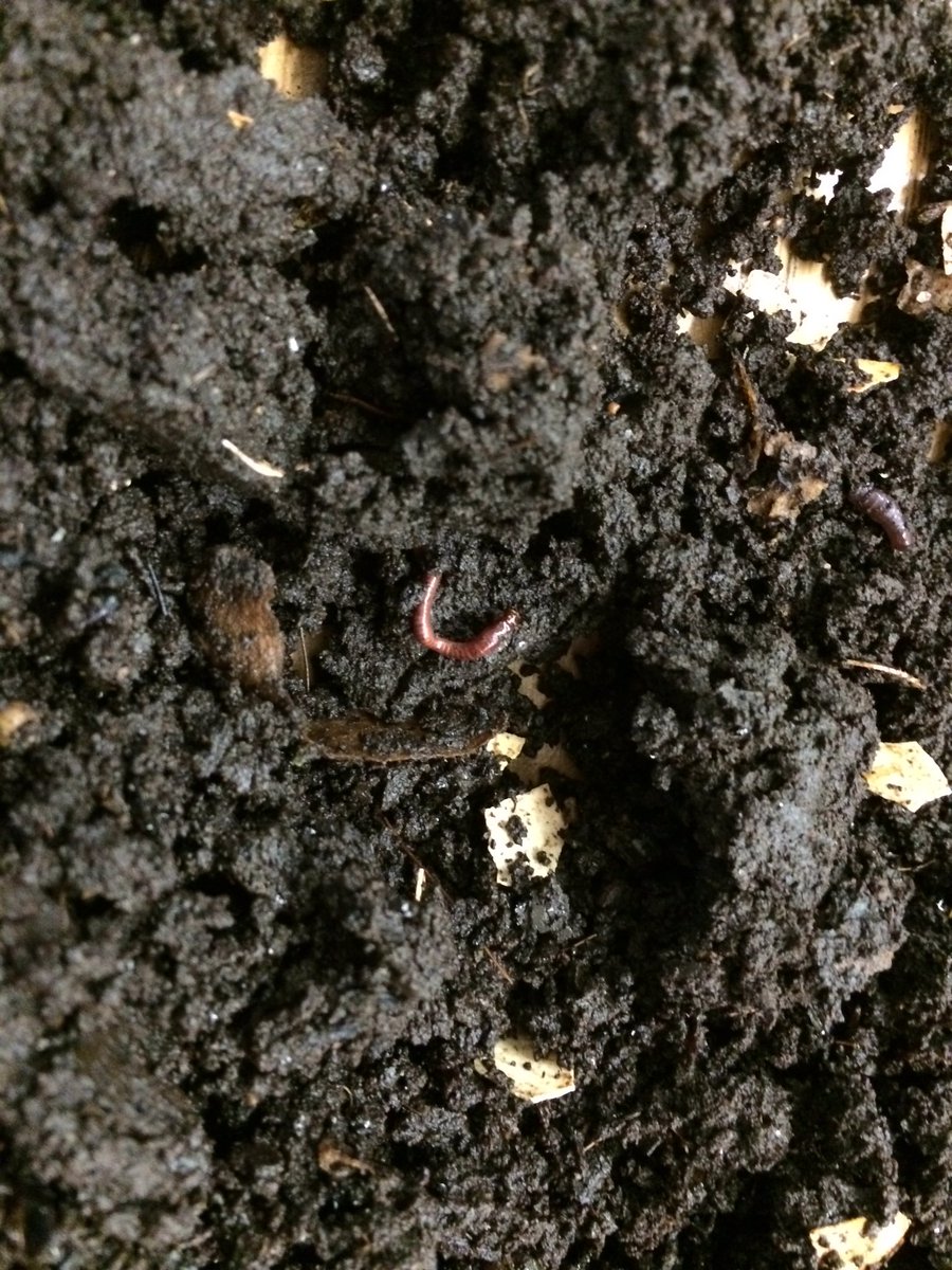PalliserRm207's tweet photo. On célèbre la Journée internationale du sol! #WorldSoilDay https://t.co/bav5pKGRz7