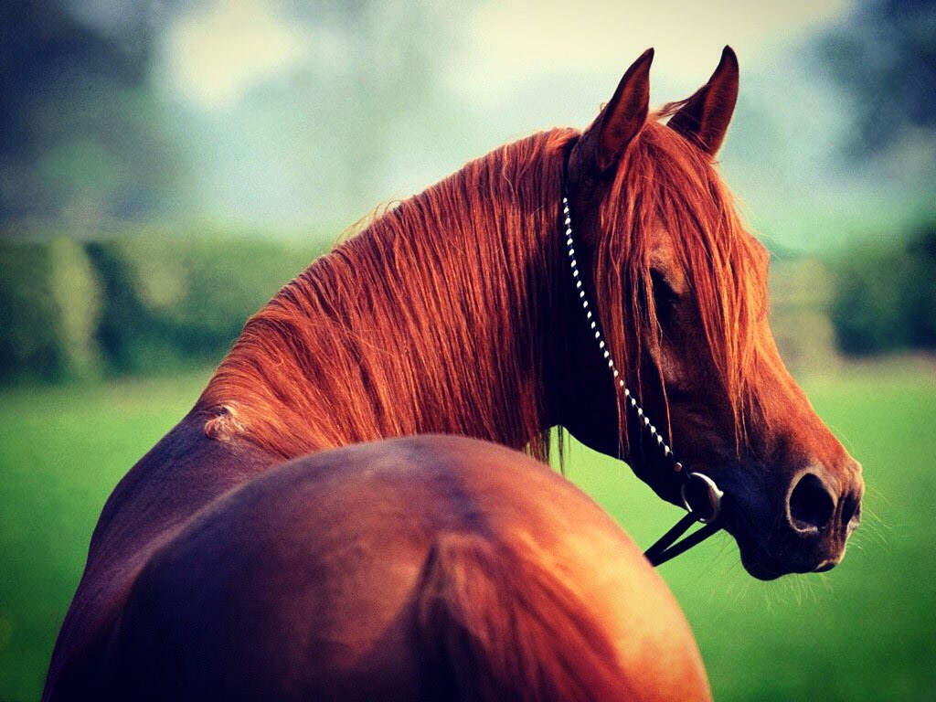sdaheralmosawi's tweet photo. مو كل من ركب على خيل خيّال .:.ولا كل خيل تعجبك هي الاصيله🏇#مساء_الخير #الخيول #خيول_العرب #horses #bahrain #bh #manama #brwon # https://t.co/DdY1csp5qm