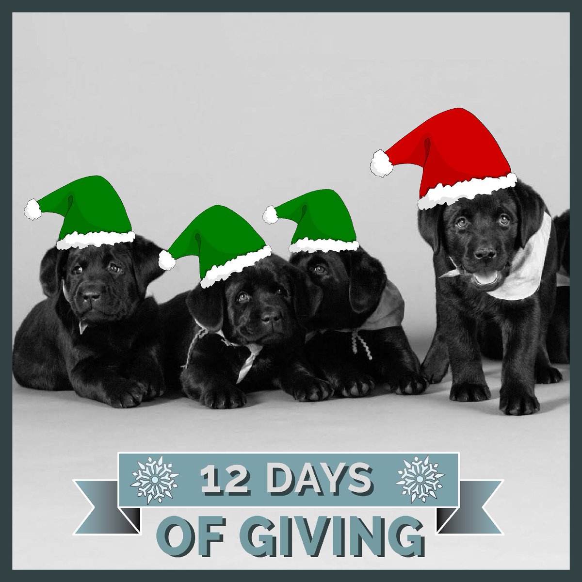 ADWSantaFe's tweet photo. Your ELVES might be on a shelf, but ours are busy learning how to be the best SERVICE dogs they can be. GIVE: https://t.co/P2BNqsINps https://t.co/q91BJKD9bP