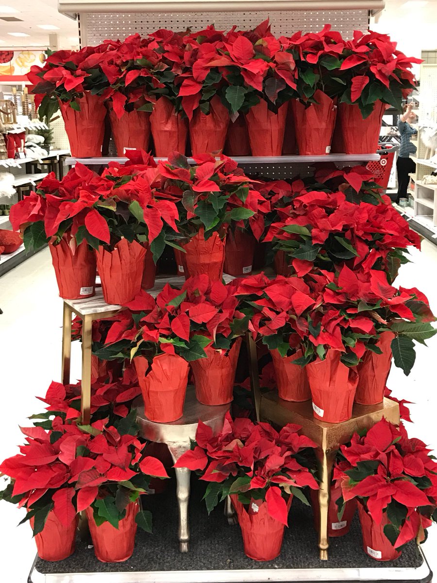 76gretchen's tweet image. #pointsetiamayhem at T4 $5.99 gets you one of these beautiful plants, cluster together for a spectacular look @JenieBrisson @albaby24