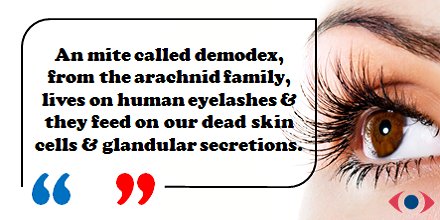 FirstSightVis's tweet photo. #gross #eyefacts #fsdidyouknow https://t.co/Pto0Xjggwu