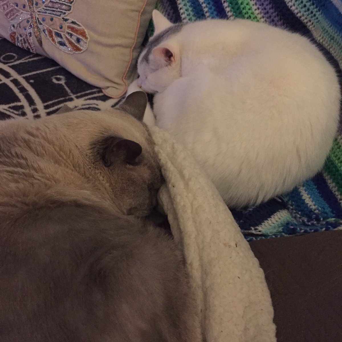zandertehcat's tweet photo. More like kitty rolls this week #kittyloafmonday #CatsOfTwitter https://t.co/A7End9wM8A