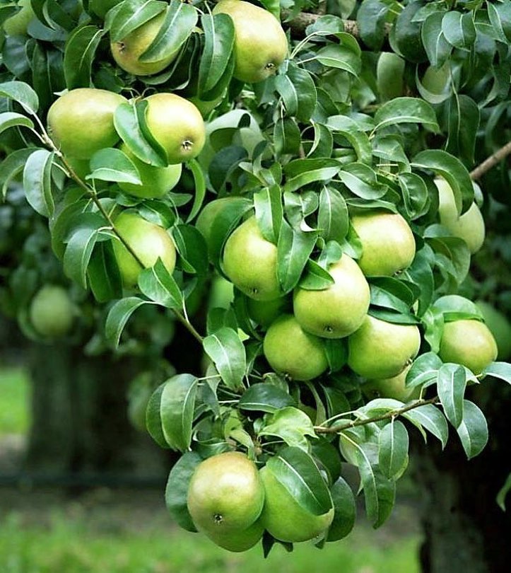 vivatierra's tweet photo. #December is the @USDA #National #Pear Month! These #Anjou are almost look too pretty to eat...almost. #organic #organictothecore #foodart https://t.co/2OdmAZCyPk