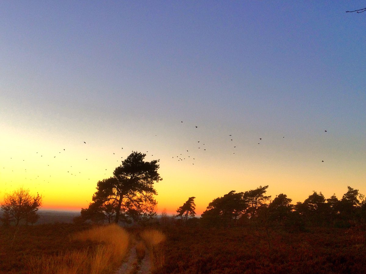 JvdKTestadvies's tweet photo. 30 kilometer wandeling op zondagmiddag en -avond over Holterberg was weer geweldig. Kramsvogels, zonsondergang, en zere kuiten ;) https://t.co/cwYCyiLFhM