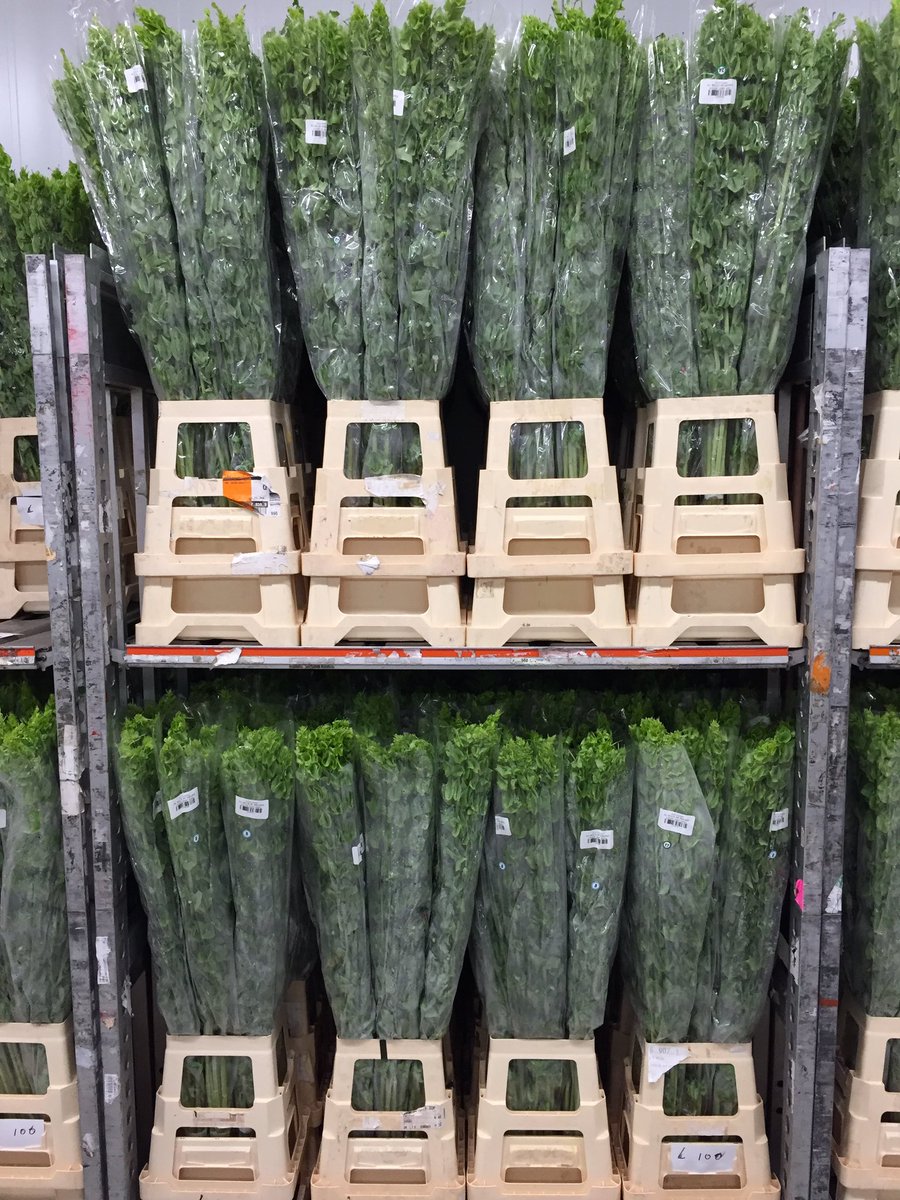 Our #Molucella @ the Aalsmeer auction 
#VBA #FHA #Sandeflowers