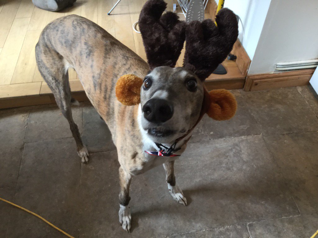 TeenyPuff's tweet photo. @rgt_uk #HoundsofChristmas Duke!!!!! He's a reindeer ππ https://t.co/TF0NbgPjPB
