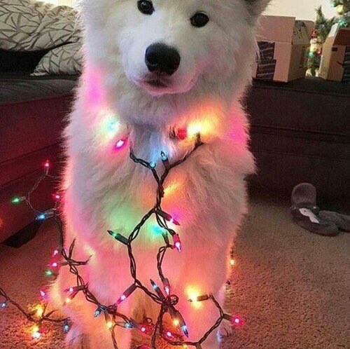 coffee_n_mtns's tweet photo. 'Tis the season https://t.co/8KN7V96NyC