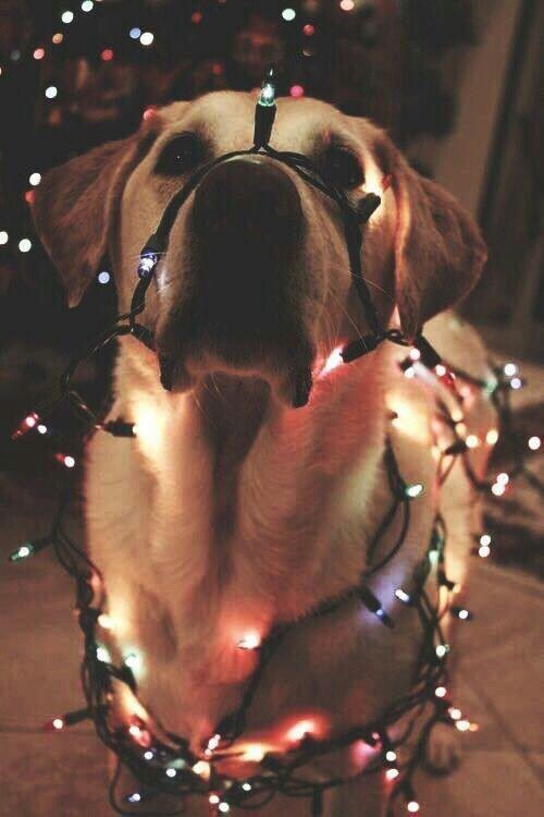 coffee_n_mtns's tweet photo. 'Tis the season https://t.co/8KN7V96NyC