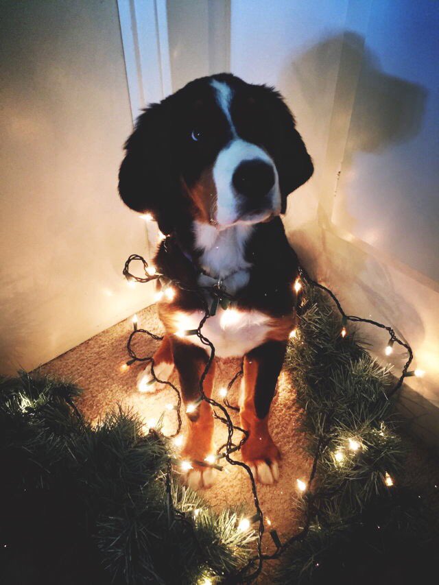 coffee_n_mtns's tweet photo. 'Tis the season https://t.co/8KN7V96NyC
