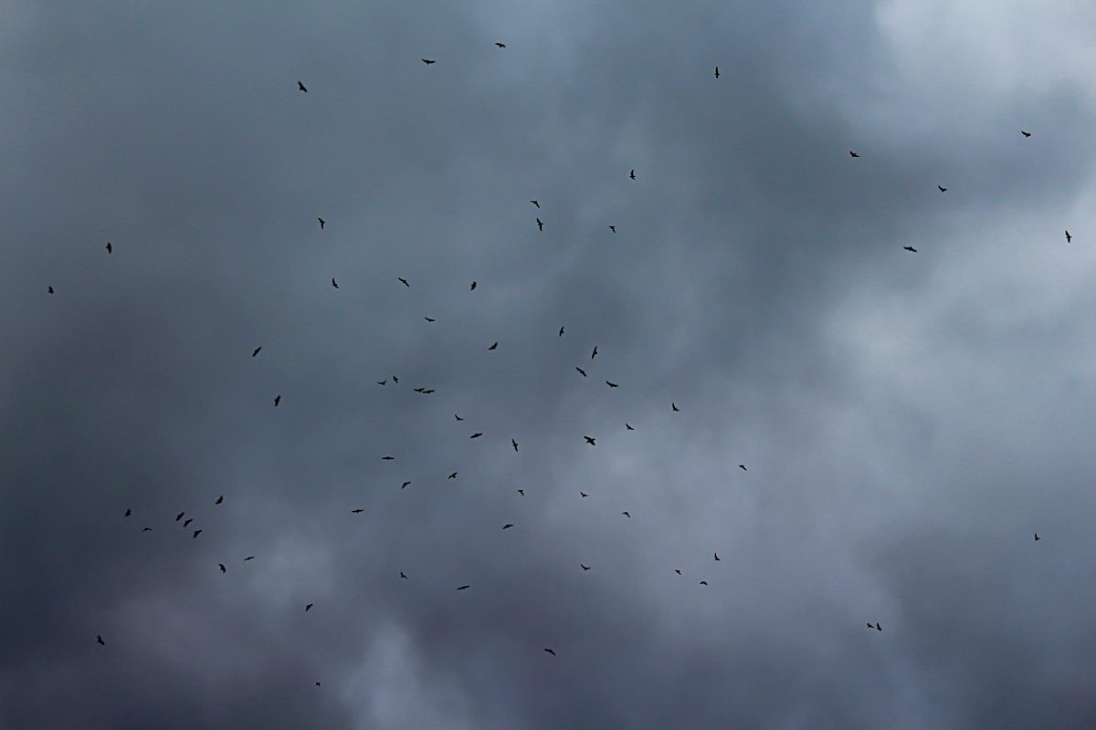tellingtalespix's tweet photo. That feeling of chaos beside #LakeErie on an overcast day at the edge of winter when birds seem to fly with no rhyme or reason #thisiscle https://t.co/T3KoMh4tWb