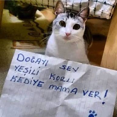 kediversite's tweet photo. @sotekvar https://t.co/qkkUgzjv0r