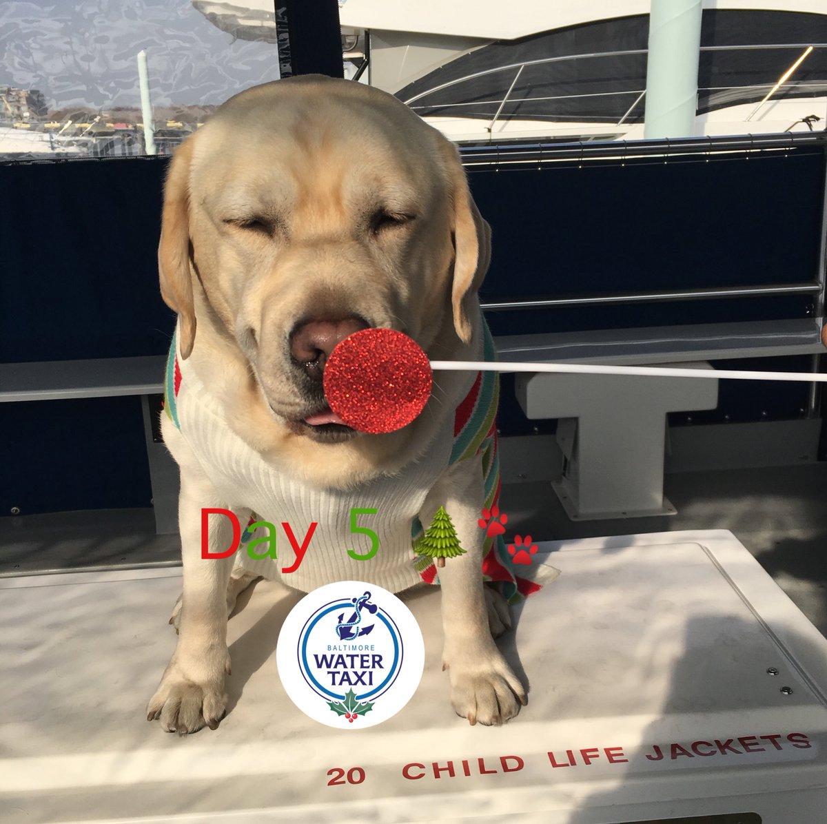 BmoreWaterTaxi's tweet photo. Day 5 : It is the #25daysoftimber countdown to Christmas 🎄. ! #charmcity #baltimore #timberbwt #watertaxi #bmorewatertaxi #englishlab https://t.co/IKa35b31qh