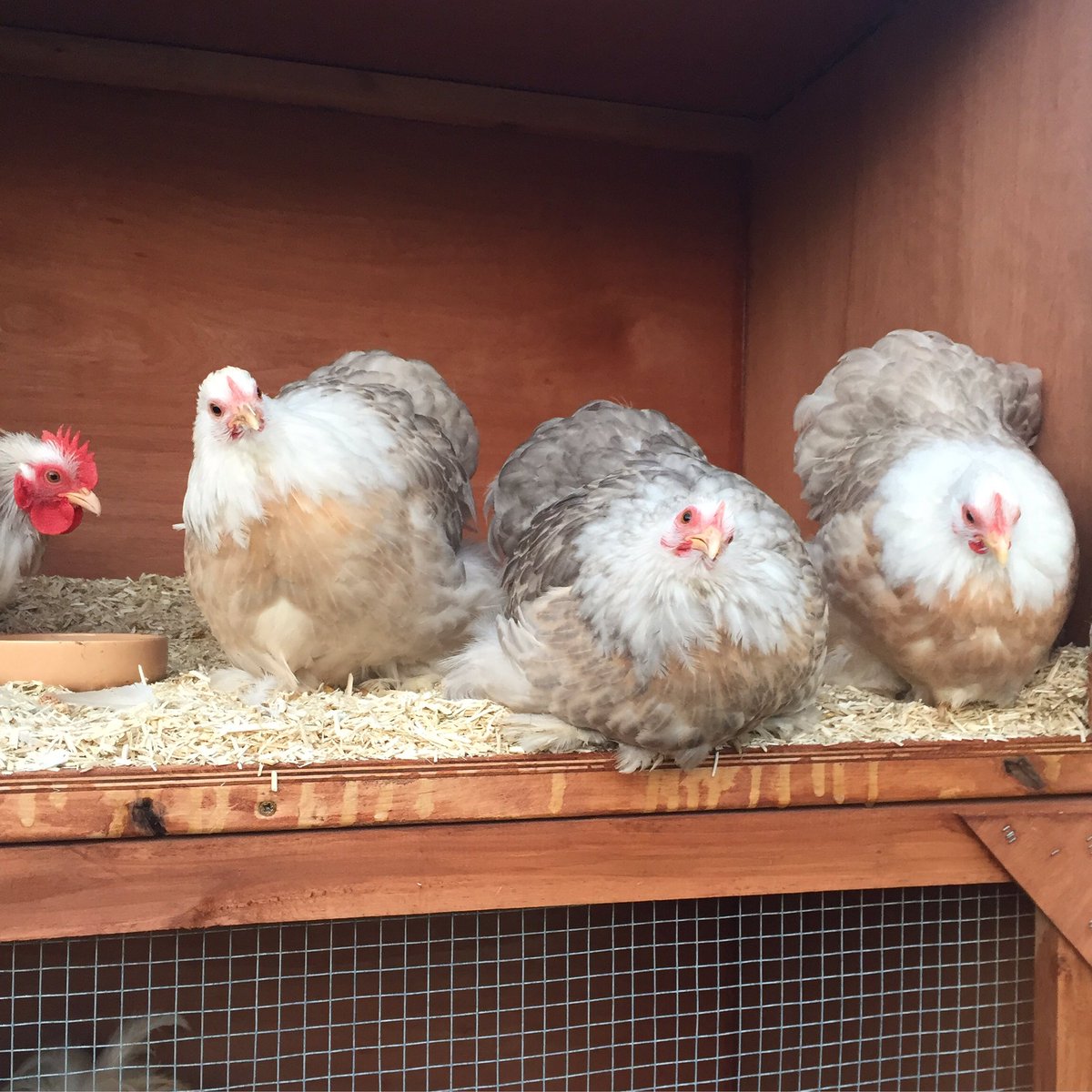 BGPoultry's tweet photo. BGP's #RoseBobtail #Pekin #bantams 🌹🐔😍 More photos on our #Facebook &amp; #Instagram pages: Bury Green Poultry 📷🐓 #pekinbantams #herts #birds https://t.co/BOSGSDwArS
