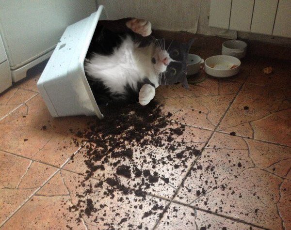 <a href="/Maxiedome/">maxie</a> WHO KNOCKED OVER MY CAT