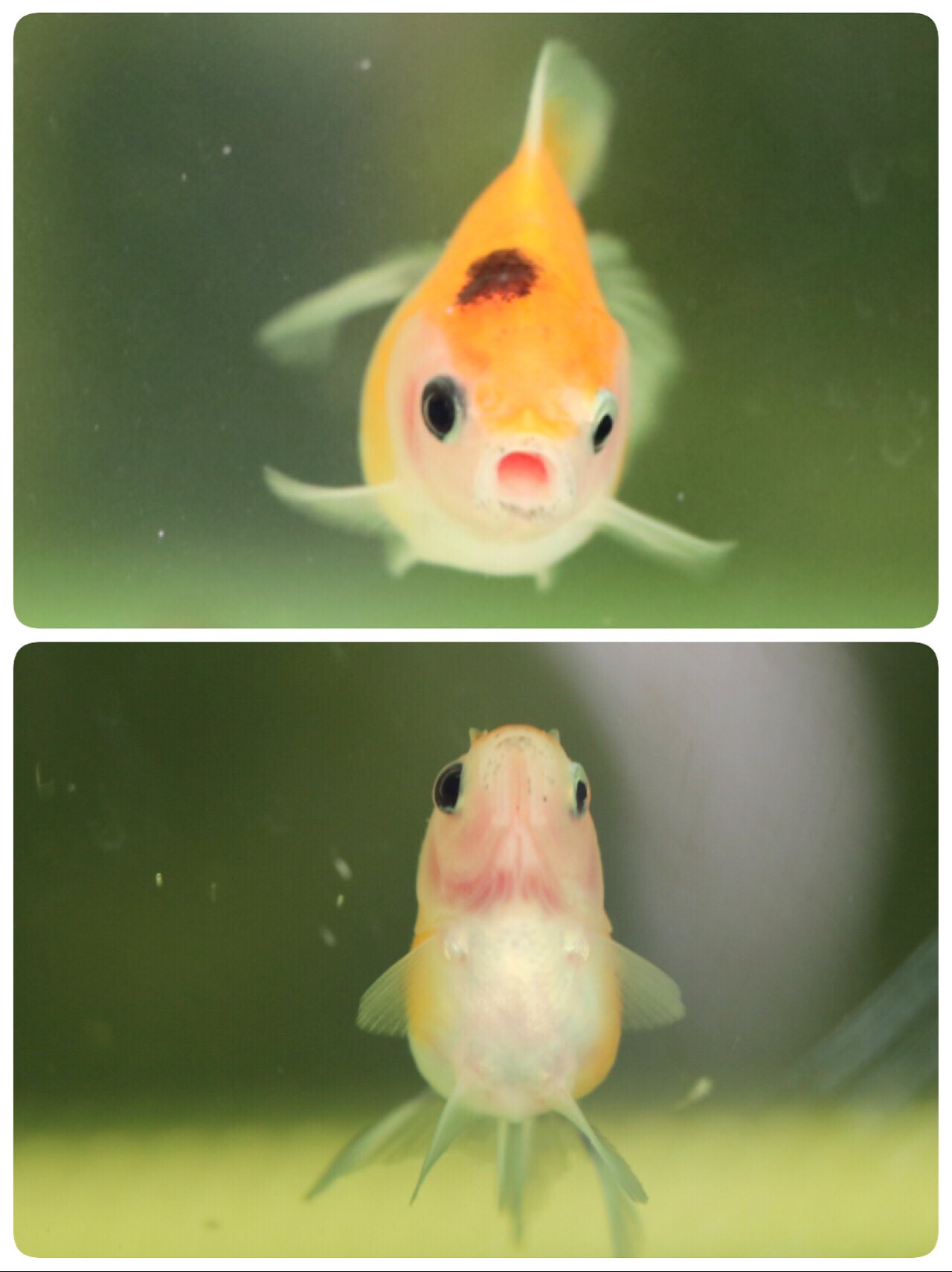 金魚の稚魚 Twitter Search Twitter