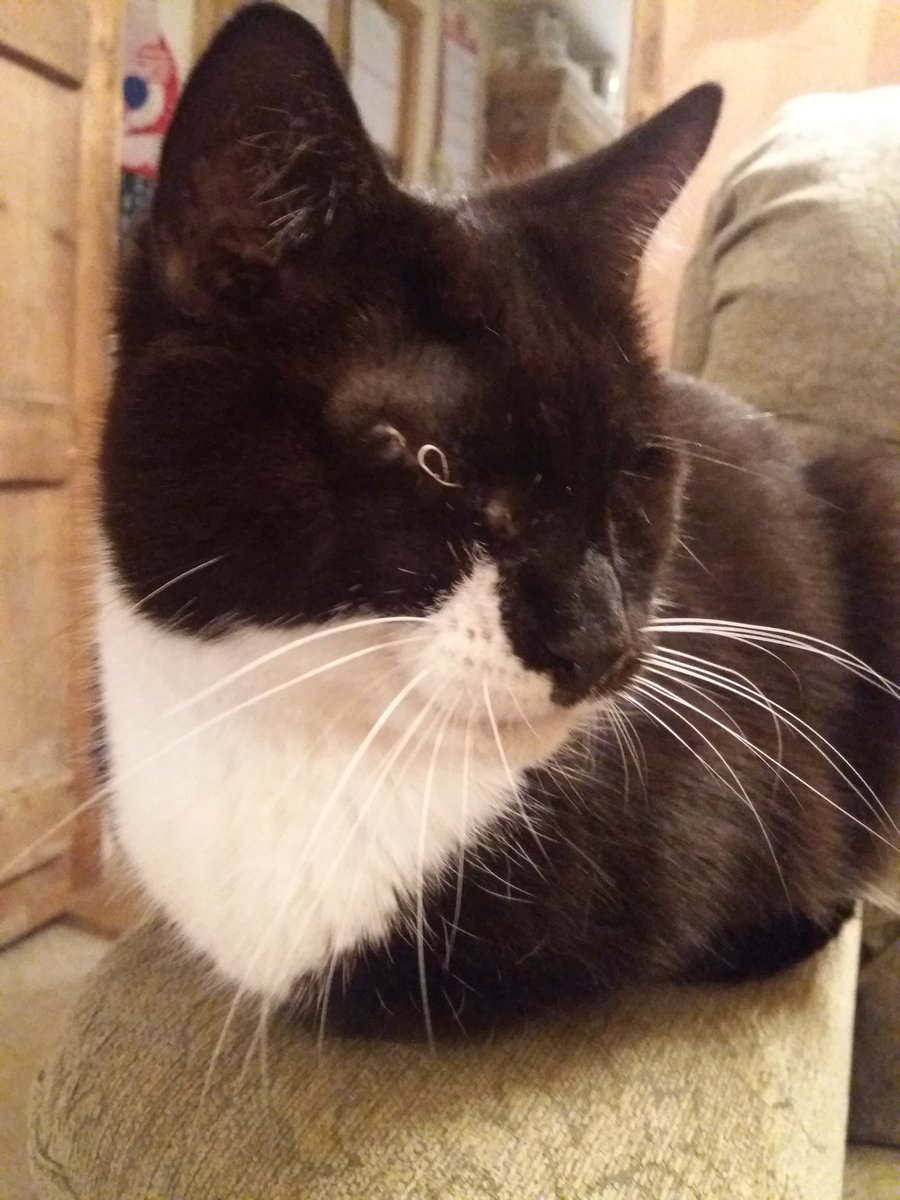 JenniKeer's tweet image. Coming apart at the seams.
#blindcat
#loosestitch
#contentedcat