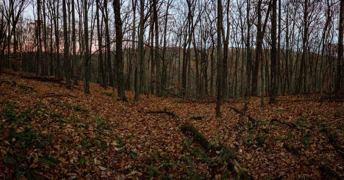_GavinMcKenzie's tweet photo. I can see the forest &amp; the trees. | #TimeToPlay #designedforfreedom https://t.co/KUSOrDco19