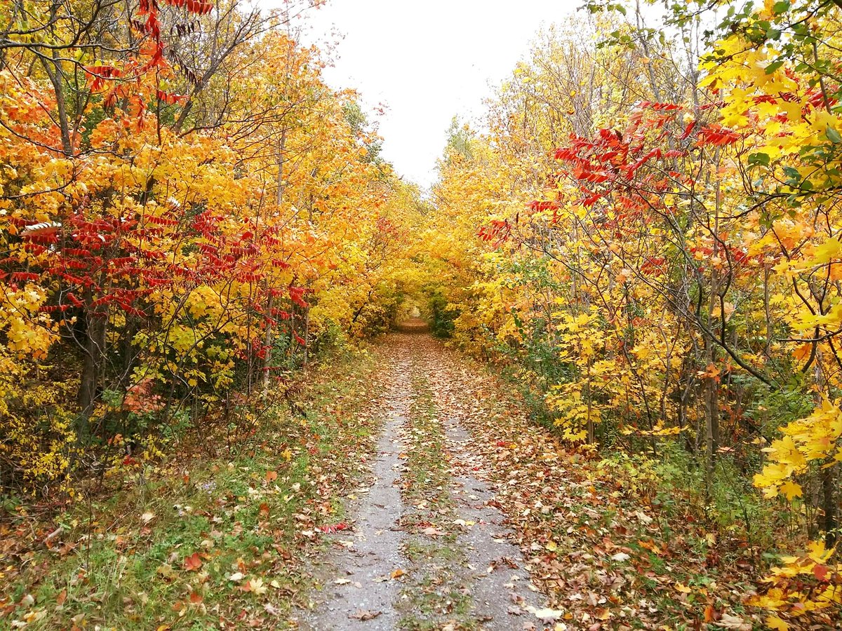 Autumn is a wonderful time of year to take a stroll, job, bike ride or horseback ride along the <a href="/CataraquiTrail/">Cataraqui Trail</a> ow.ly/NlaH306I9T7