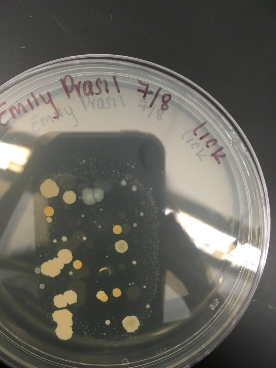 emilyprasil2's tweet photo. The small, bright orange round colony is Staphylococcus according to RDP #Bio350 #WBB https://t.co/mmhc3ODjrF