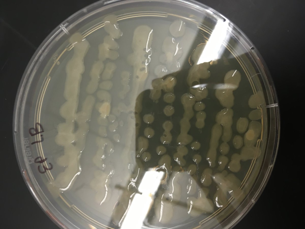 emilyprasil2's tweet photo. According to RDP, the microbial colony present on this plate is part of the genus Pseudomonas #Bio350 #WBB https://t.co/PCdPwTYWl0