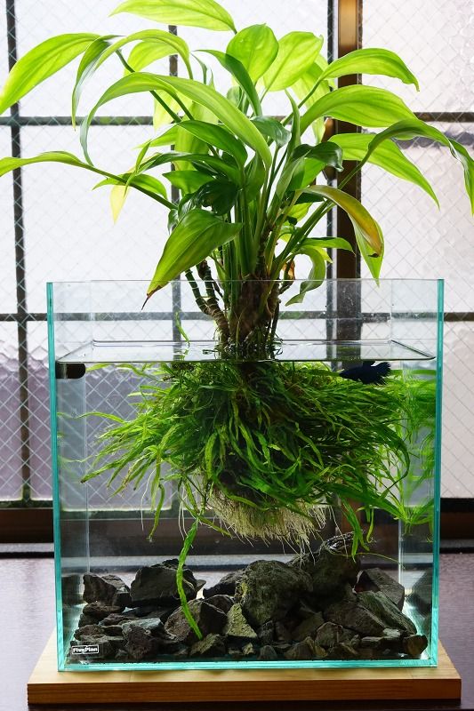 HydroponicsKit's tweet photo. We don't need soil, just water and some nutrients! 🤓 https://t.co/RtZzJJvu3X