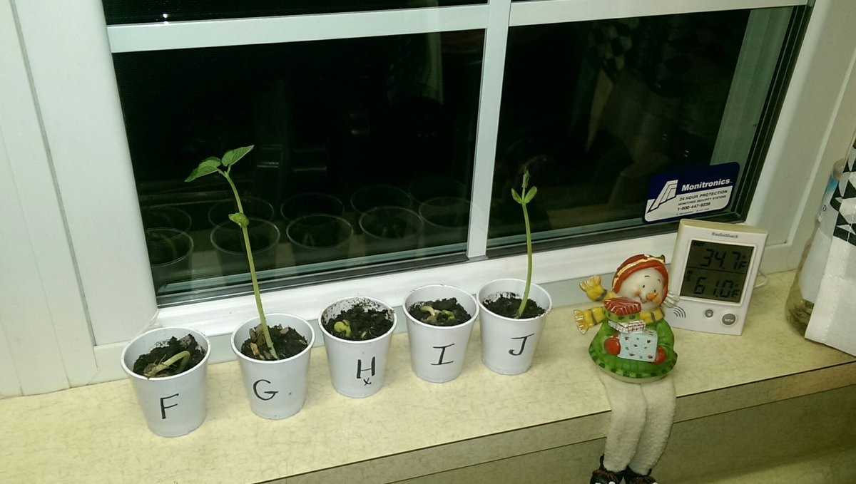 It's 35° outside and we're growing beans on the windowsill.  Must be a homeschool family!