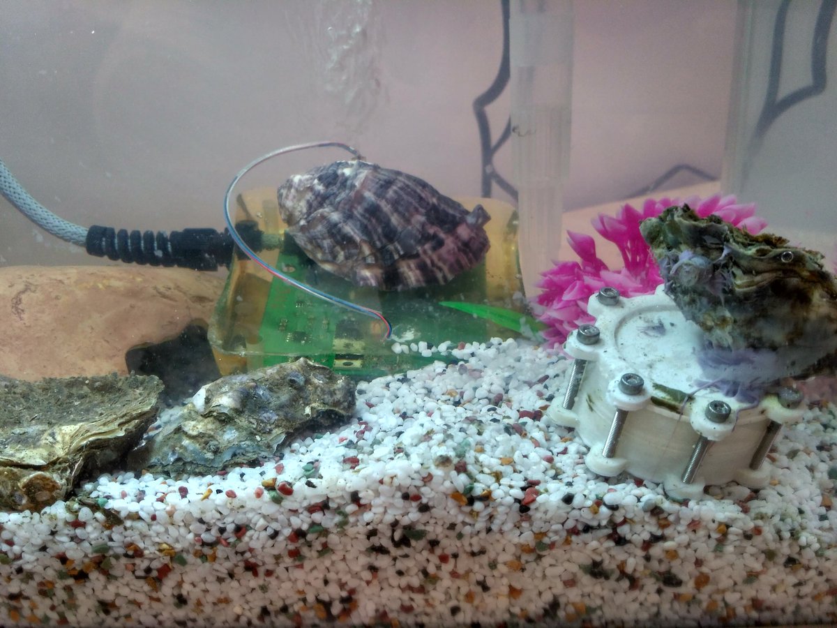 DrSarz's tweet image. Our oysters have filtered the water clean. Come see Oysters wearing heart rate monitors at #AgCatalyst16