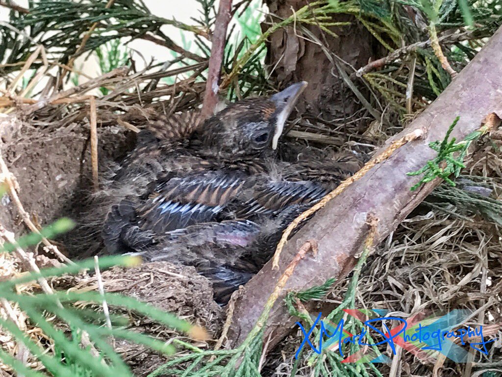 xmarkphotos's tweet photo. Last night while outside I came across these little chicks #naturephotography #XMarkPhoto Amazing 😉 https://t.co/4HBhRvemCc