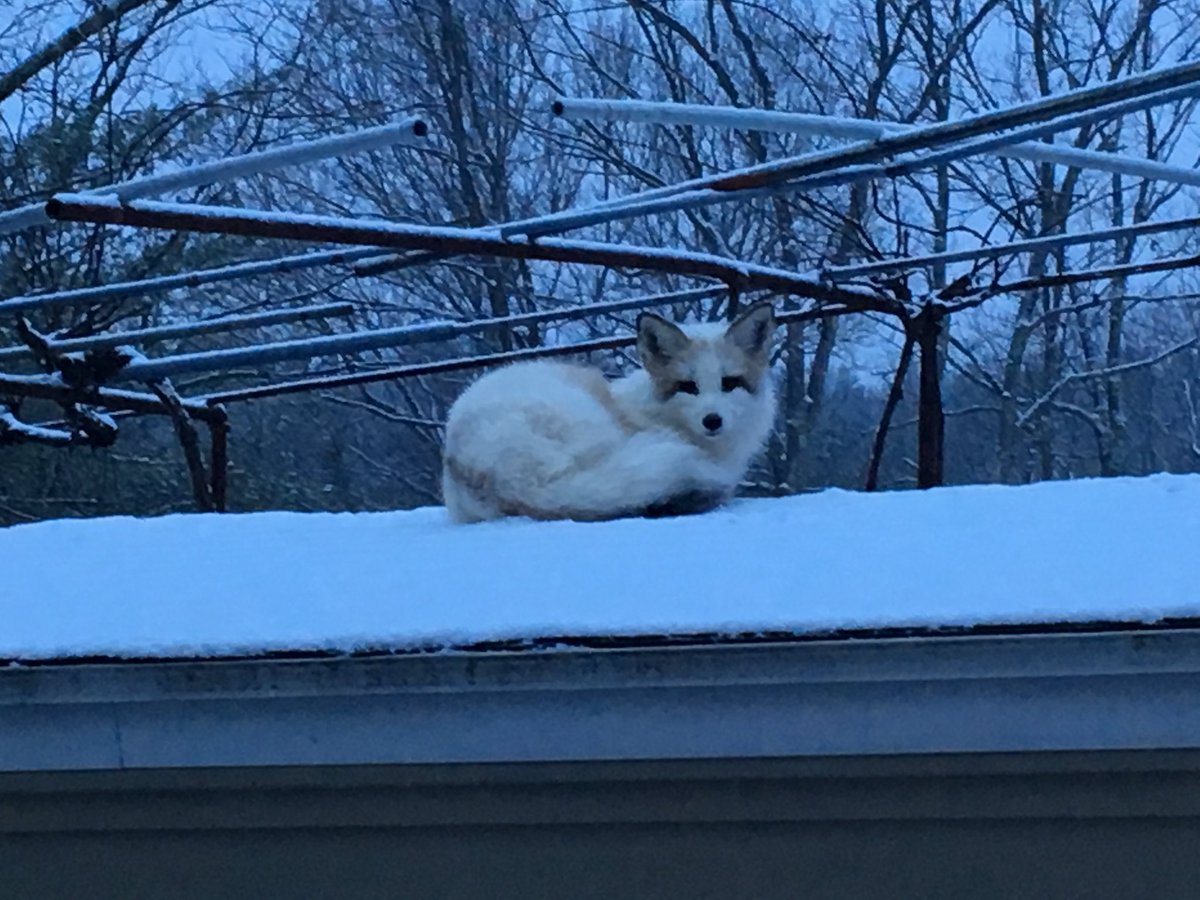 Morning visitor on my shed. Isn't he #foxy?