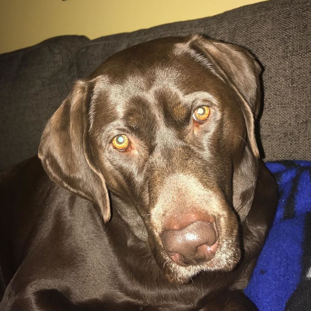 jpatricklatour's tweet photo. Happy 4th birthday to this guy.  #hank #happybirthday #labrador #dog https://t.co/JmHLIhFLYD https://t.co/6jgWYNvKnS